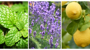 What are essential oils?